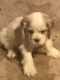 Clumber Spaniel Puppies for sale in Coatesville, IN 46121, USA. price: NA