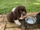 Clumber Spaniel Puppies for sale in Clearwater, FL, USA. price: NA