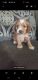 Clumber Spaniel Puppies for sale in Riverside, CA, USA. price: $950