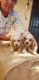 Clumber Spaniel Puppies for sale in Fullerton, CA, USA. price: $700