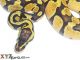 Coastal carpet python Reptiles for sale in Philadelphia, PA 19138, USA. price: $300