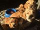 Cockachon Puppies for sale in Wheatland, WY 82201, USA. price: NA
