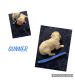 Cockalier Puppies for sale in Orangeburg, SC, USA. price: $2,500