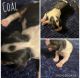 Cockalier Puppies for sale in Orangeburg, SC, USA. price: $2,800