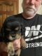 Cockalier Puppies for sale in Lockport, NY 14094, USA. price: NA