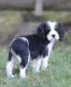Cockalier Puppies for sale in Penn Yan, NY 14527, USA. price: NA