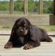 Cockalier Puppies for sale in Point Blank Dr, Houston, TX 77038, USA. price: NA