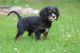 Cockalier Puppies for sale in Penn Yan, NY 14527, USA. price: NA