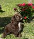 Cockalier Puppies for sale in North Port, FL, USA. price: NA