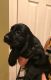 Cockalier Puppies for sale in Charlotte, NC, USA. price: NA