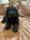 Cockalier Puppies for sale in Riverhead, NY 11901, USA. price: $2,000