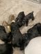 Cockalier Puppies for sale in Riverhead, NY 11901, USA. price: $2,000