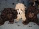 Cockapoo Puppies for sale in Corydon, IN 47112, USA. price: NA