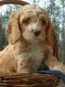 Cockapoo Puppies for sale in Bronx, NY 10455, USA. price: NA