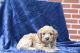 Cockapoo Puppies for sale in Clovis, CA 93611, USA. price: NA