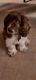 Cockapoo Puppies for sale in Bristow, VA, USA. price: $500