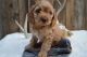 Cockapoo Puppies for sale in Windsor Mill, Milford Mill, MD 21244, USA. price: $1,300