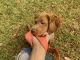 Cockapoo Puppies for sale in 17402 Justinwood Point, Tomball, TX 77375, USA. price: $1