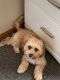 Cockapoo Puppies for sale in Seattle, WA, USA. price: $2,000