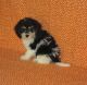 Cockapoo Puppies for sale in Obetz, OH 43207, USA. price: $500