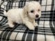 Cockapoo Puppies for sale in Helotes, TX, USA. price: $850