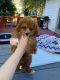 Cockapoo Puppies for sale in Germantown, MD, USA. price: $1,500