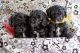 Cockapoo Puppies for sale in Fort Gibson, OK 74434, USA. price: $1,500