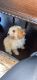 Cockapoo Puppies for sale in Stafford, VA 22554, USA. price: $1,200