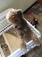 Cockapoo Puppies for sale in UPPR CHICHSTR, PA 19013, USA. price: NA