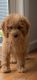 Cockapoo Puppies for sale in Howell Township, NJ, USA. price: $1,750