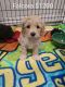 Cockapoo Puppies for sale in Olney, MD, USA. price: $1,200