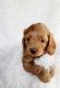 Cockapoo Puppies for sale in Miami, FL, USA. price: $2,650