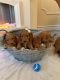 Cockapoo Puppies for sale in Houston, TX, USA. price: $600