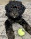 Cockapoo Puppies for sale in Heber City, UT 84032, USA. price: NA