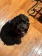 Cockapoo Puppies for sale in Columbia, SC, USA. price: $500