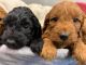 Cockapoo Puppies for sale in Central Louisiana, LA, USA. price: $450
