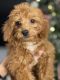Cockapoo Puppies for sale in 3 Oakwood Ave, Norwalk, CT 06850, USA. price: $4
