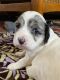 Cockapoo Puppies for sale in Chatsworth, GA 30705, USA. price: $2,200
