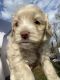 Cockapoo Puppies for sale in Chatsworth, GA 30705, USA. price: NA