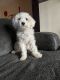 Cockapoo Puppies for sale in Austell, GA, USA. price: NA