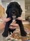 Cockapoo Puppies for sale in Chatsworth, GA 30705, USA. price: $1,200