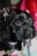 Cockapoo Puppies for sale in Lamar, MO 64759, USA. price: $850