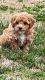Cockapoo Puppies for sale in Calvary, KY 40033, USA. price: $2,500