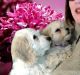 Cockapoo Puppies for sale in Ypsilanti, MI 48197, USA. price: NA