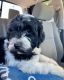 Cockapoo Puppies for sale in Chattanooga, TN, USA. price: $1,100