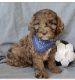 Cockapoo Puppies for sale in Hickory, NC, USA. price: $1,800