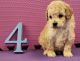 Cockapoo Puppies for sale in Belleville, MI 48111, USA. price: $1,600