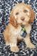 Cockapoo Puppies for sale in Stevensville, MI 49127, USA. price: $650