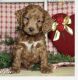 Cockapoo Puppies for sale in Rock Cave, WV 26234, USA. price: $500