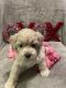 Cockapoo Puppies for sale in Taylor, MI 48180, USA. price: $800